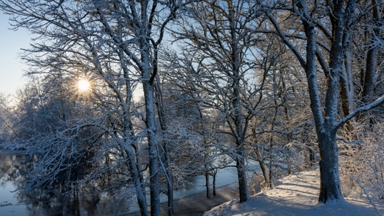 Winter scene shows trees coated in frost and a bright sun creating lens flares.